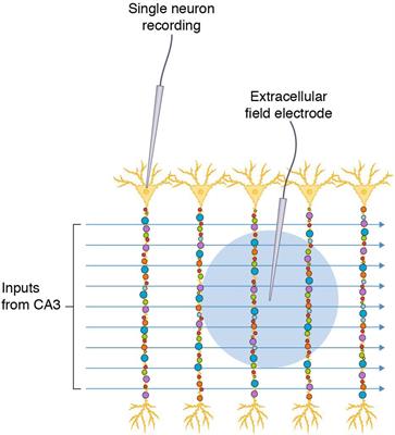 The Synapse Diversity Dilemma: Molecular Heterogeneity Confounds Studies of Synapse Function